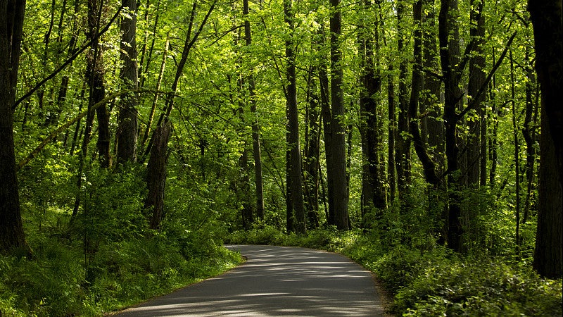 Hendricks Park in Eugene, OR