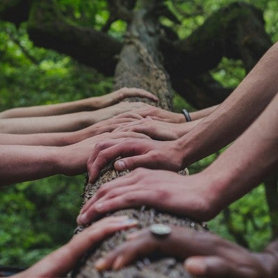 Multiracial hands supporting a tree.