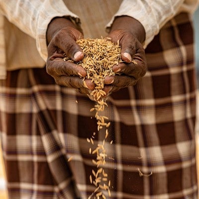 Hands cupping grains